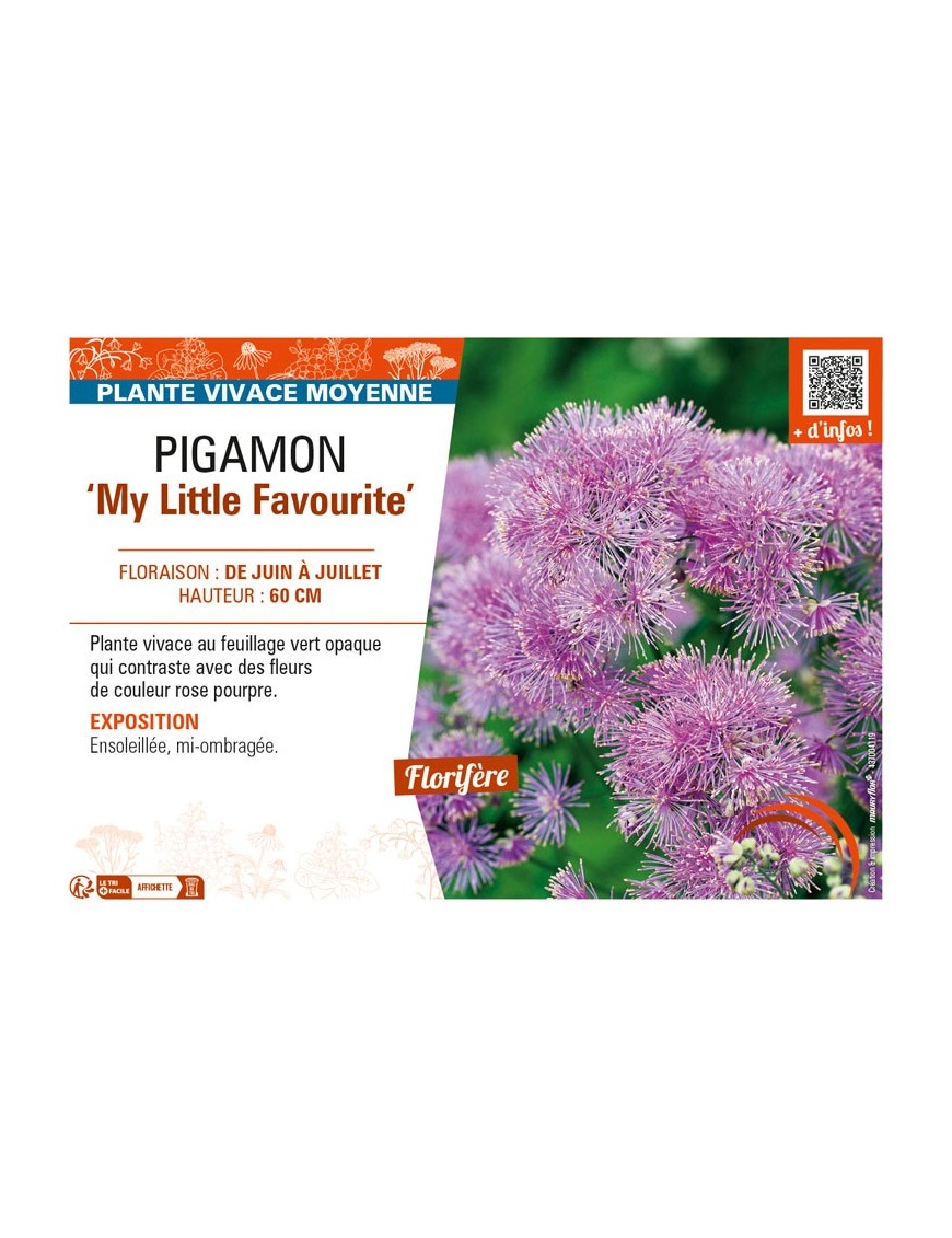 THALICTRUM My Little Favourite voir PIGAMON