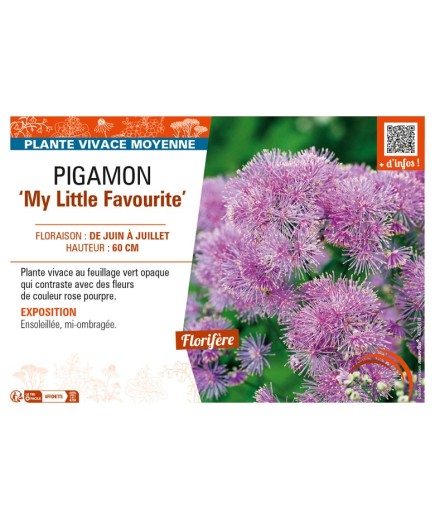 THALICTRUM My Little Favourite voir PIGAMON