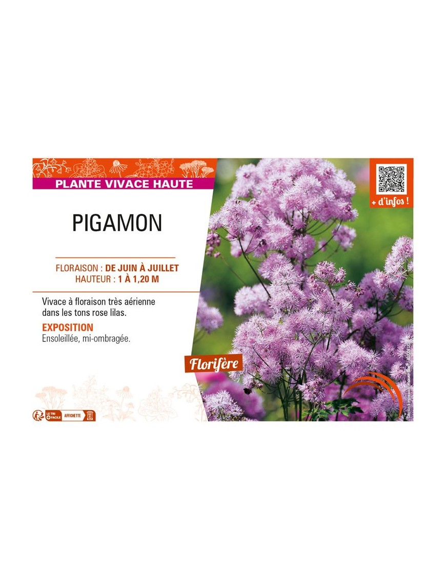 THALICTRUM aquilegifolium voir PIGAMON (rose)