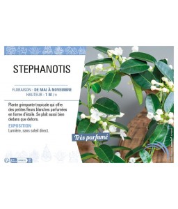 STEPHANOTIS