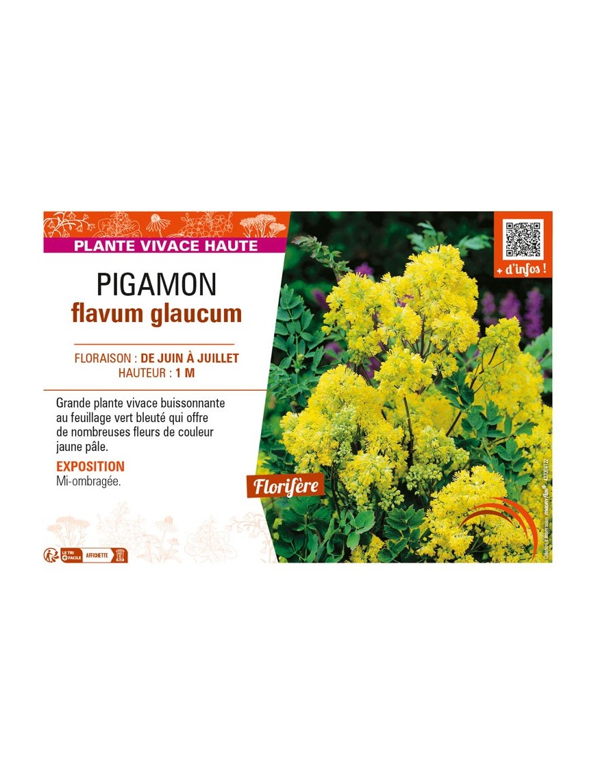 THALICTRUM flavum glaucum voir PIGAMON