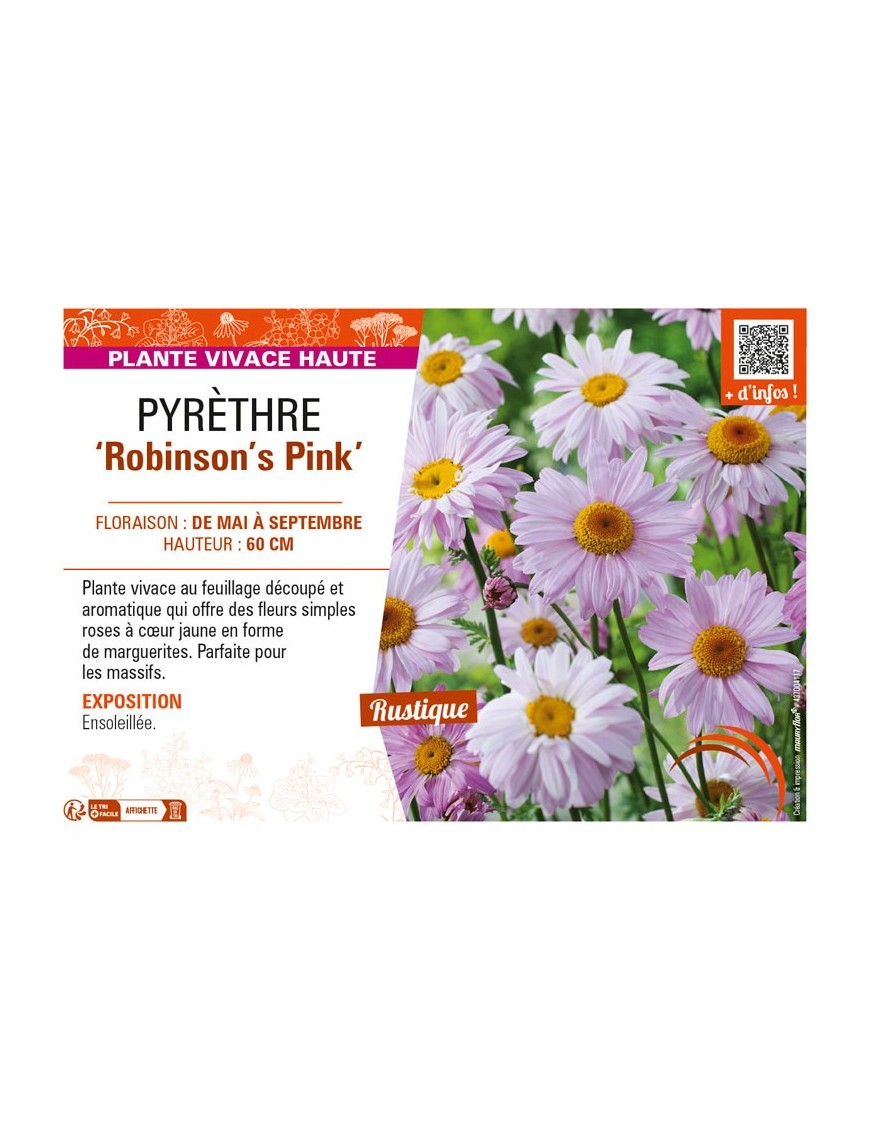 TANACETUM coccineum Robinson's Pink voir PYRÈTHRE