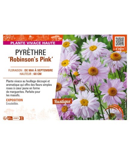 TANACETUM coccineum Robinson's Pink voir PYRÈTHRE