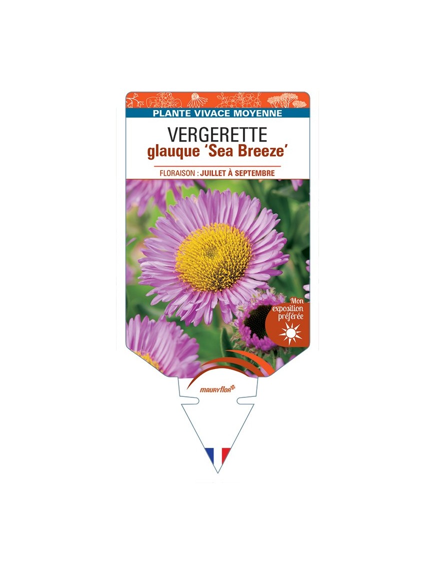 ERIGERON glaucus Sea Breeze voir Vergerette glauque