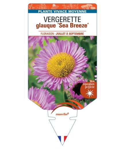 ERIGERON glaucus Sea Breeze voir Vergerette glauque