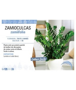 ZAMIOCULCAS ZAMIIFOLIA