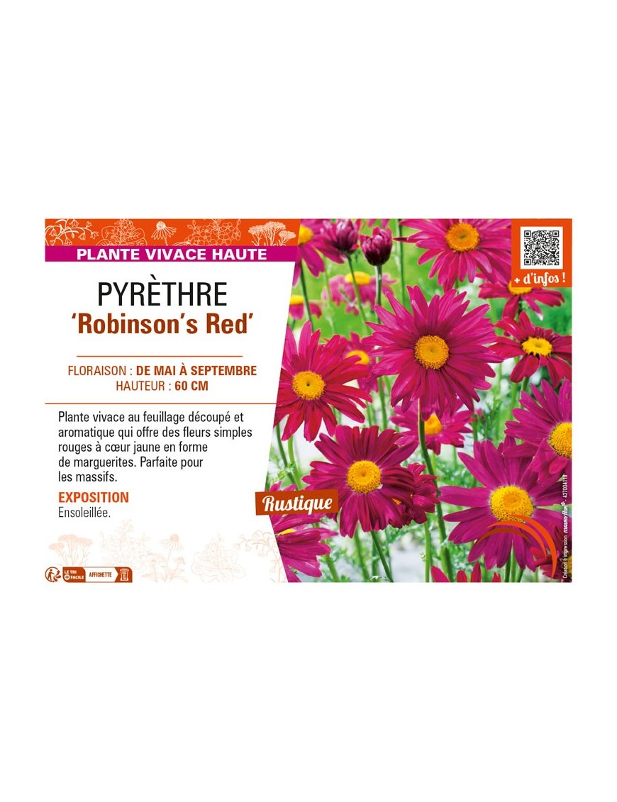 TANACETUM coccineum Robinson's Red voir PYRÈTHRE