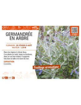 TEUCRIUM FRUTICANS voir GERMANDRÉE EN ARBRE
