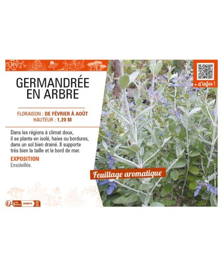 TEUCRIUM FRUTICANS voir GERMANDRÉE EN ARBRE