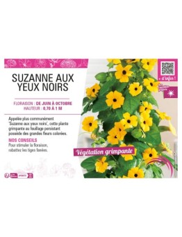 THUNBERGIA (SUZANNE AUX YEUX NOIRS)