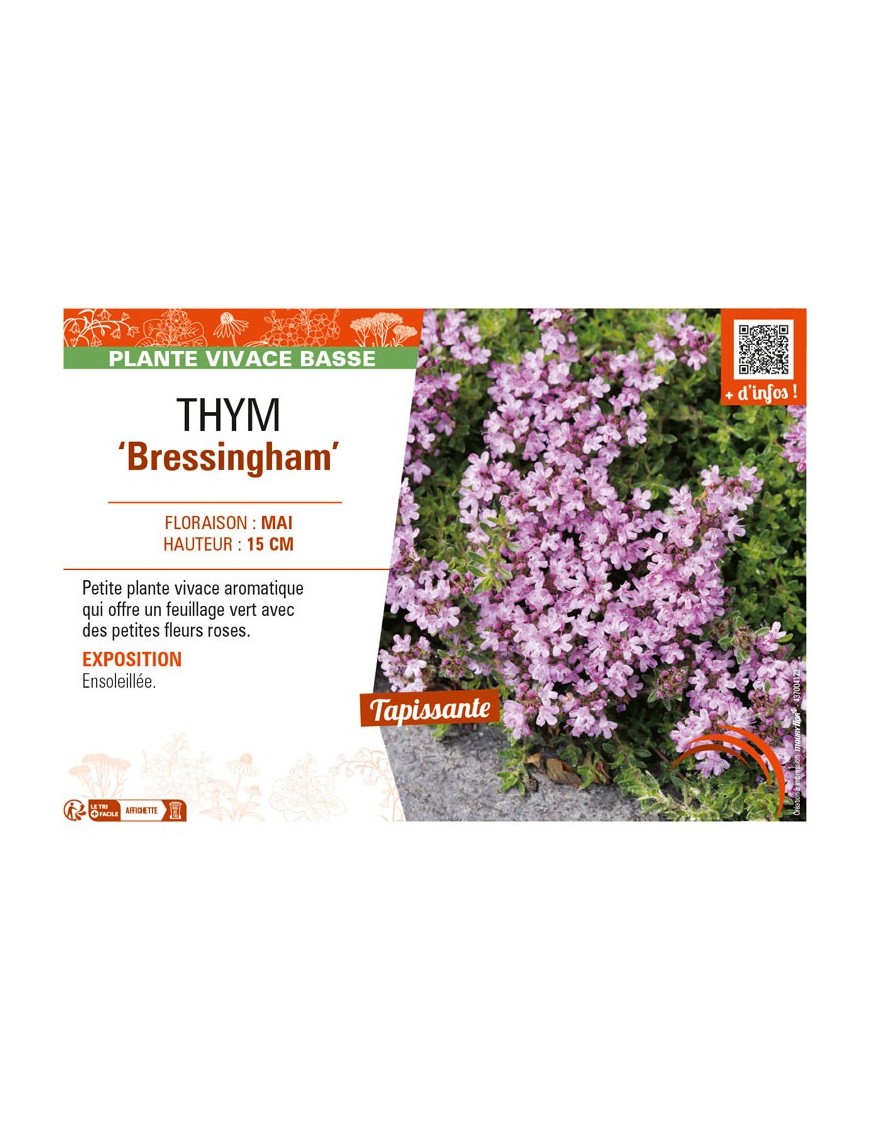 THYMUS doerfleri Bressingham voir THYM