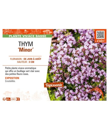THYMUS praecox Minor voir THYM