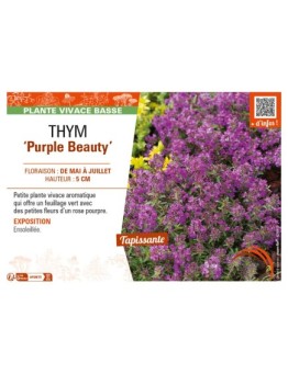 THYMUS praecox Purple Beauty voir THYM