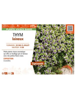 THYMUS pseudolanuginosus voir THYM laineux