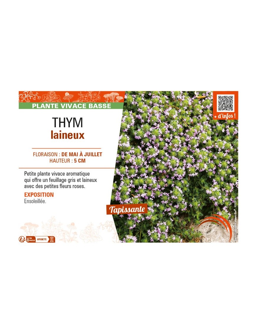 THYMUS pseudolanuginosus voir THYM laineux