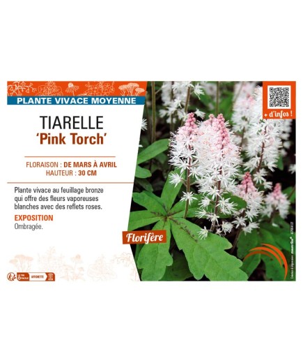 TIARELLA Pink Torch