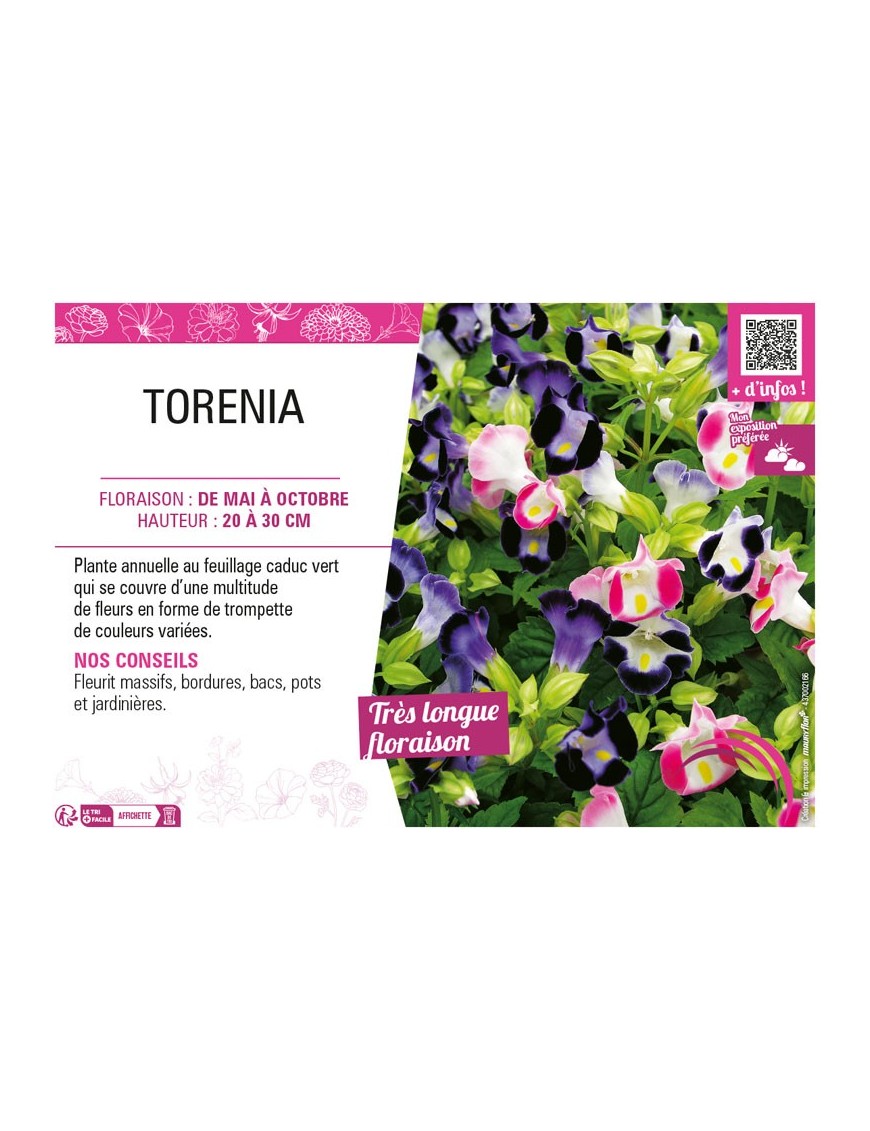TORENIA