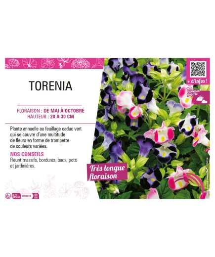 TORENIA