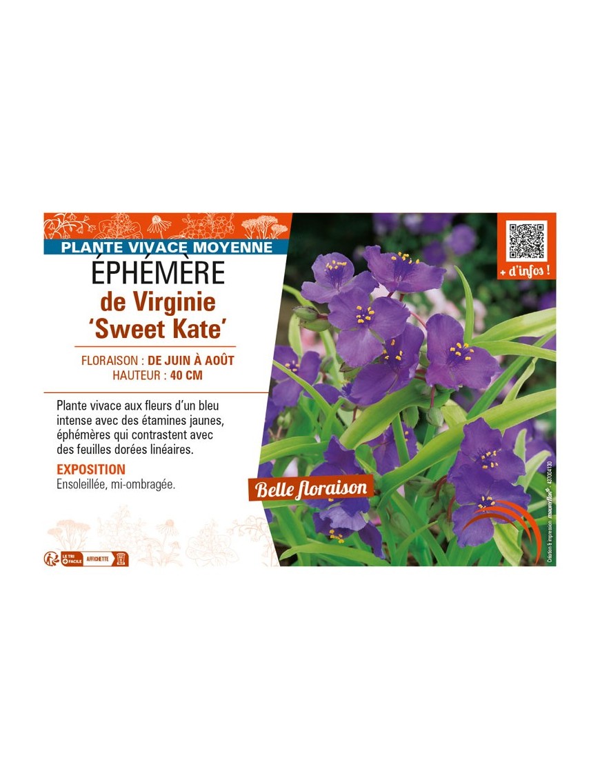 TRADESCANTIA andersoniana Sweet Kate voir ÉPHÉMÈRE de Virginie