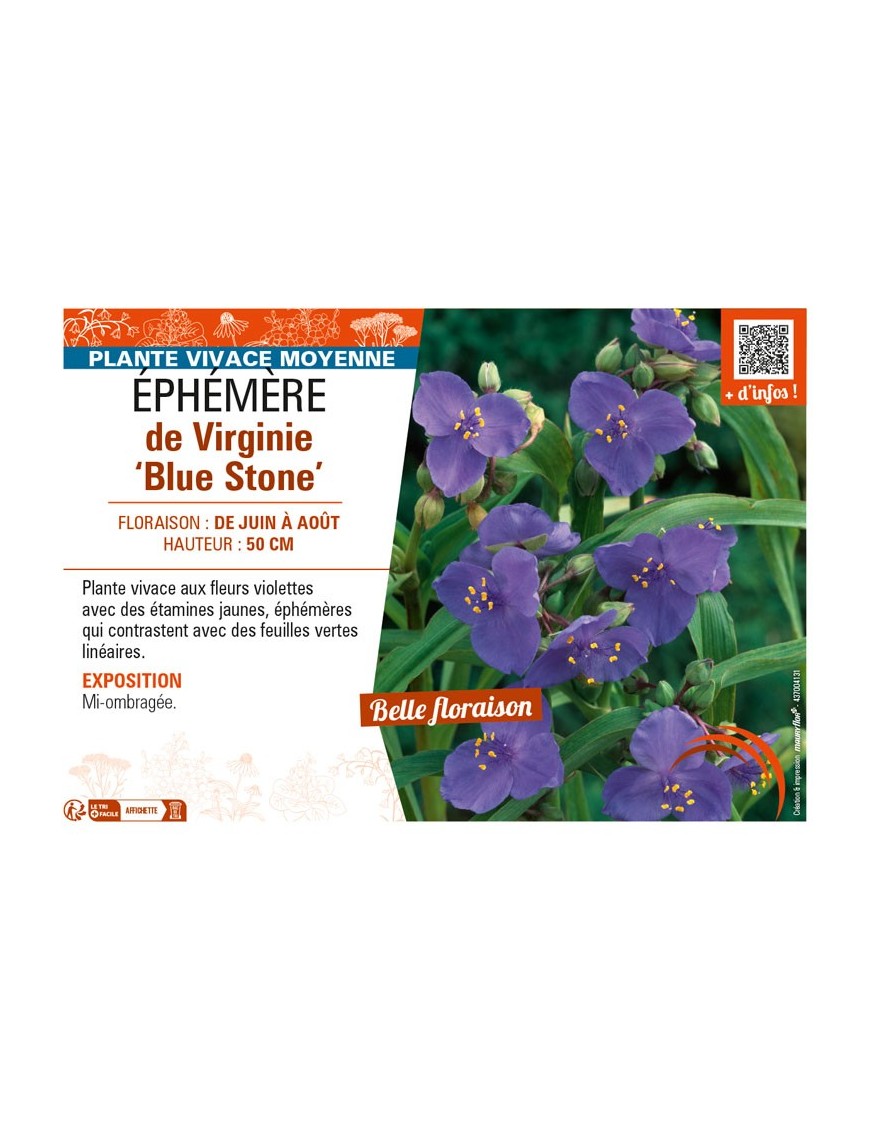 TRADESCANTIA virginiana Blue Stone voir ÉPHÉMÈRE de Virginie