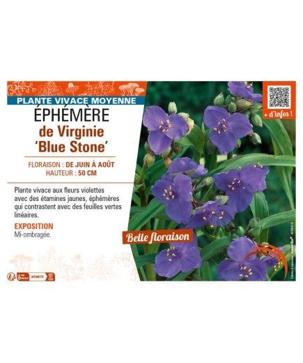 TRADESCANTIA virginiana Blue Stone voir ÉPHÉMÈRE de Virginie