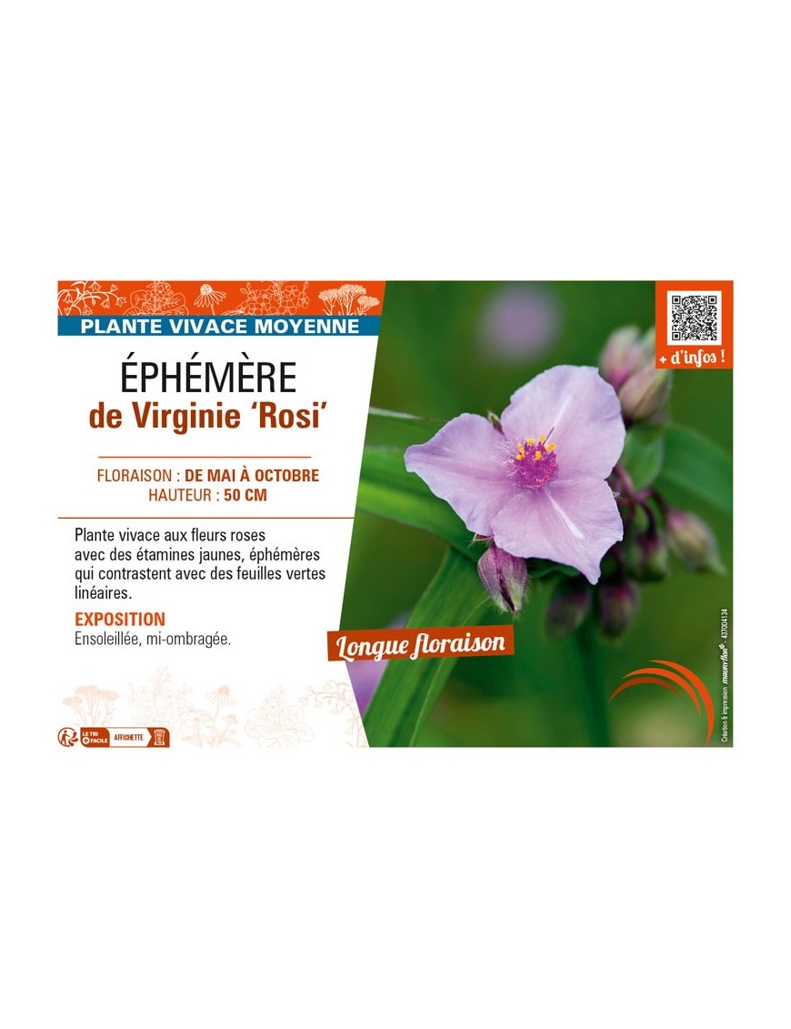 TRADESCANTIA virginiana Rosi voir ÉPHÉMÈRE de Virginie