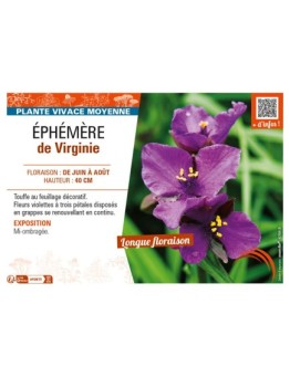 TRADESCANTIA virginiana voir ÉPHÉMÈRE de Virginie (violet)