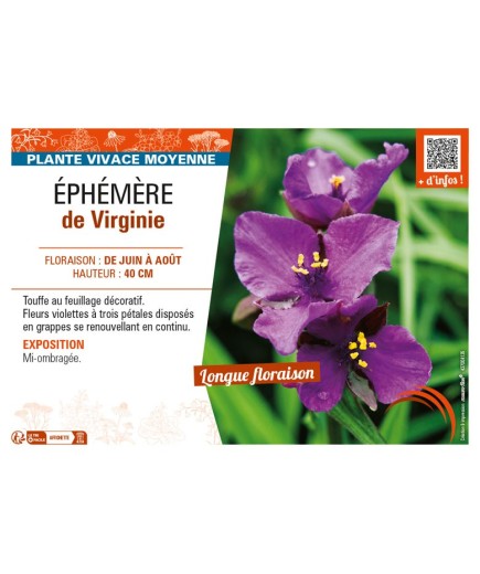 TRADESCANTIA virginiana voir ÉPHÉMÈRE de Virginie (violet)