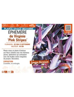 TRADESCANTIA Pink Stripes voir ÉPHÉMÈRE de Virginie