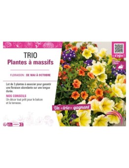 TRIO PLANTES À MASSIFS