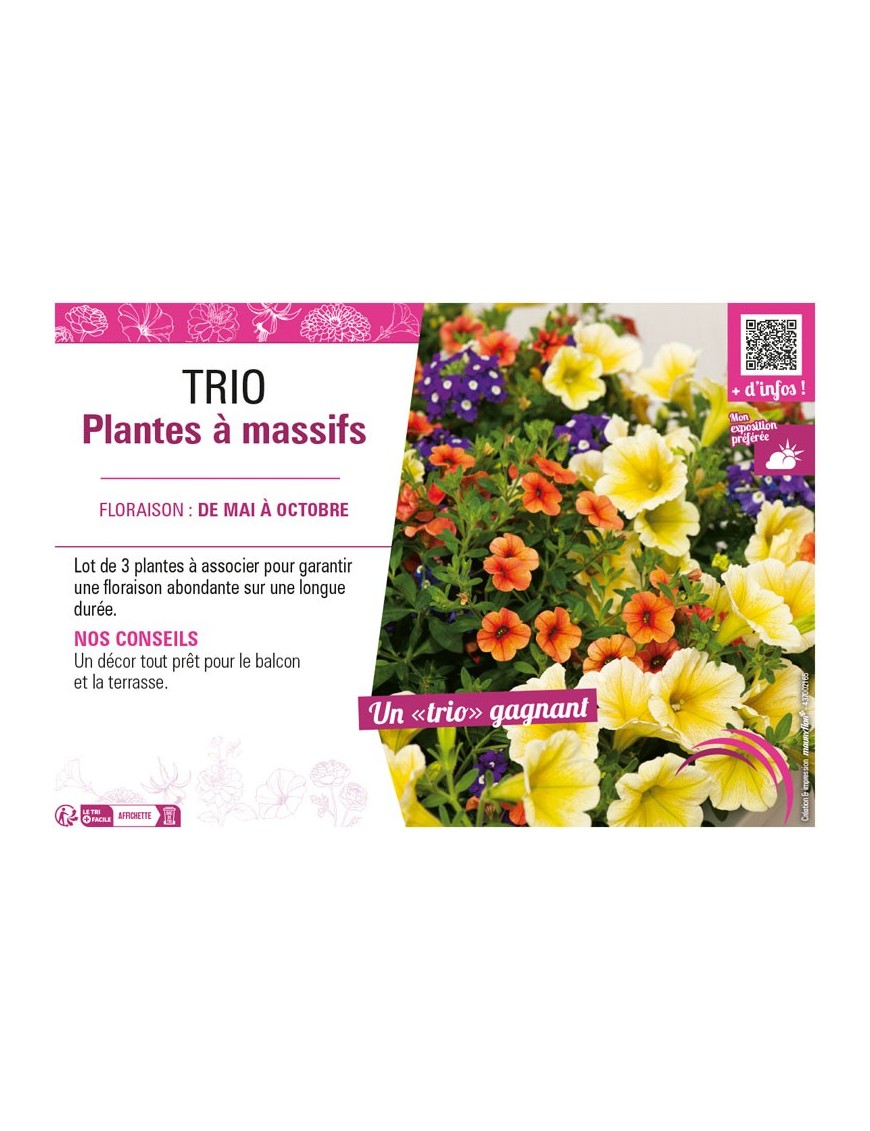 TRIO PLANTES À MASSIFS