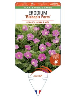 ERODIUM (x variabile) Bishops Form