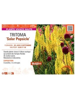 TRITOMA ‘Solar Popsicle’