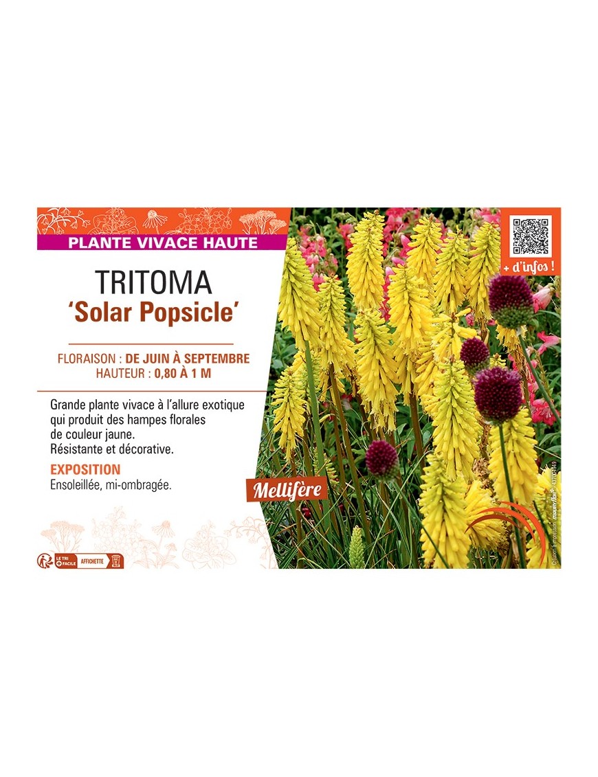 TRITOMA ‘Solar Popsicle’