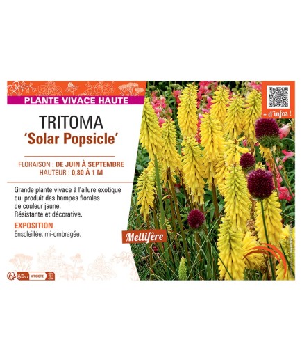 TRITOMA ‘Solar Popsicle’