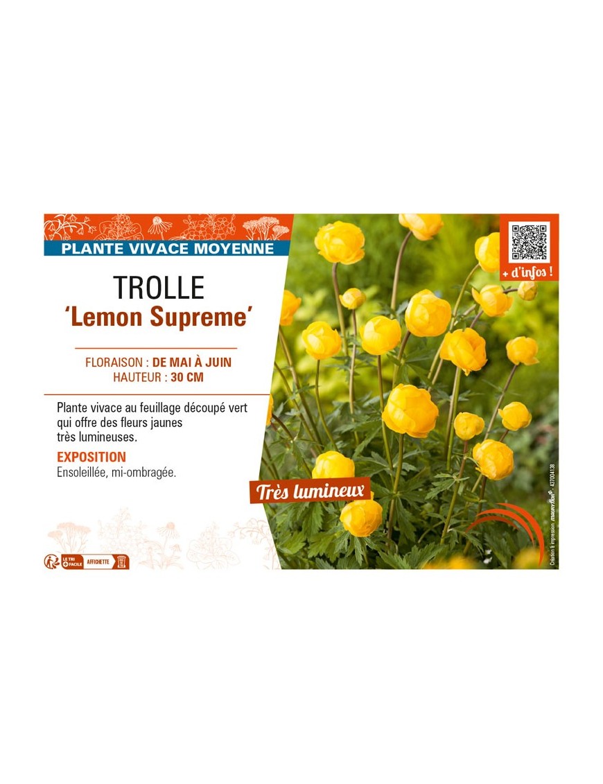 TROLLIUS europaeus f. compactus Lemon Supreme voir TROLLE