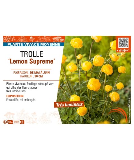 TROLLIUS europaeus f. compactus Lemon Supreme voir TROLLE