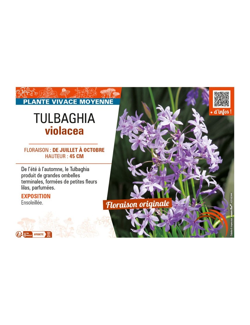 TULBAGHIA VIOLACEA