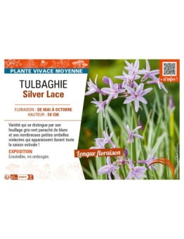 TULBAGHIE SILVER LACE