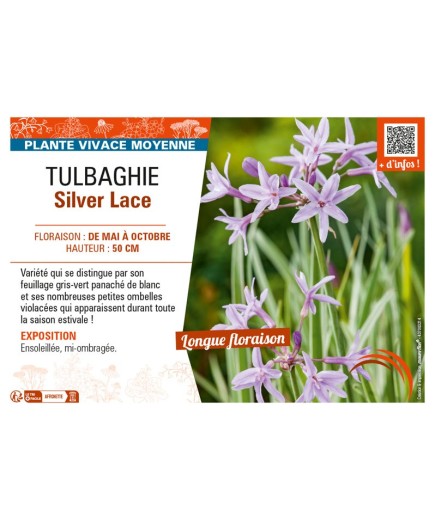 TULBAGHIE SILVER LACE