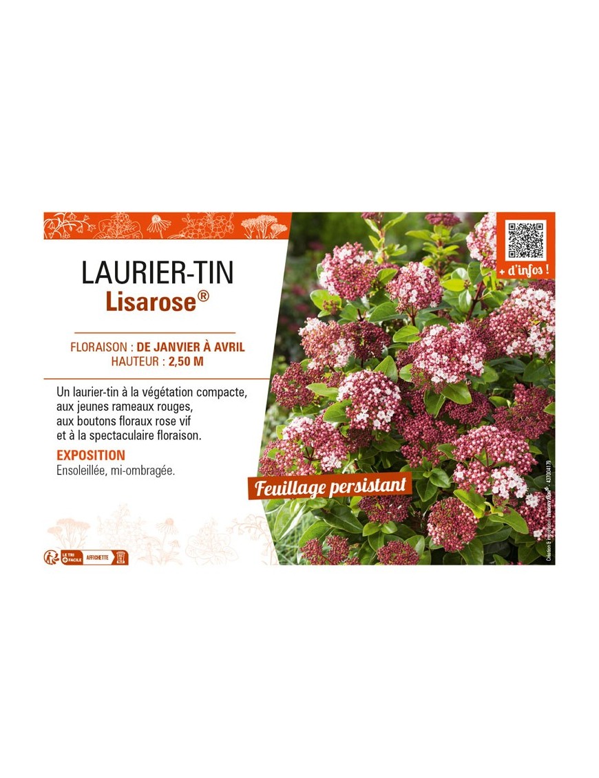 VIBURNUM TINUS LISAROSE® voir LAURIER-TIN