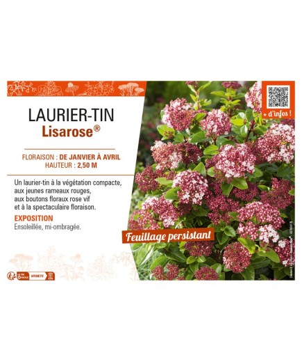 VIBURNUM TINUS LISAROSE® voir LAURIER-TIN