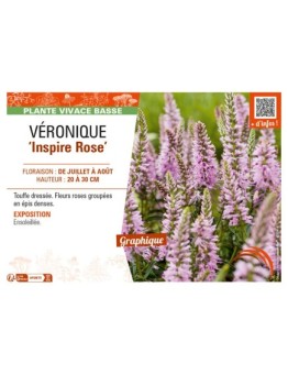VERONICA spicata Inspire Rose voir VÉRONIQUE