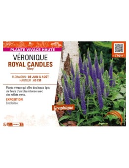 VERONICA spicata ROYAL CANDLES Glory voir VÉRONIQUE