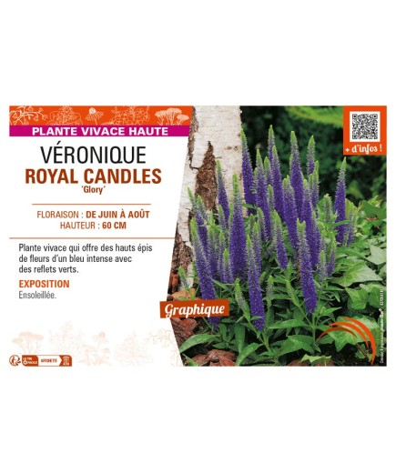 VERONICA spicata ROYAL CANDLES Glory voir VÉRONIQUE