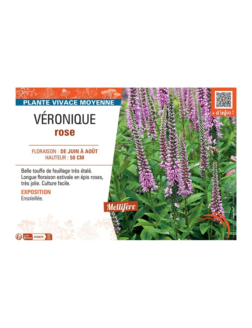 VÉRONIQUE rose