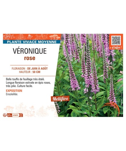 VÉRONIQUE rose