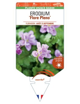 ERODIUM (x variabile) Flore Pleno
