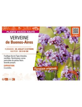 VERVEINE DE BUENOS-AIRES