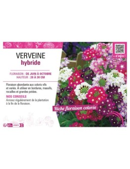 VERVEINE HYBRIDE